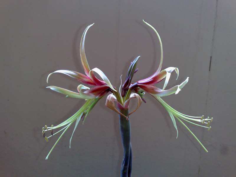 FOTO 43 - Amaryllis-chico