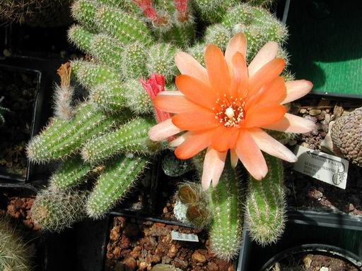 FOTO 42 - Chamaecereus ibrido 'Daniela'