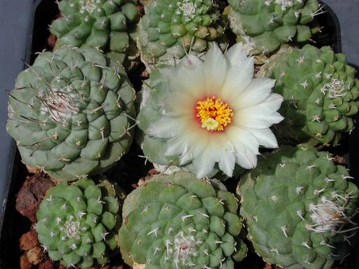 FOTO 44 - Strombocactus Disciformis