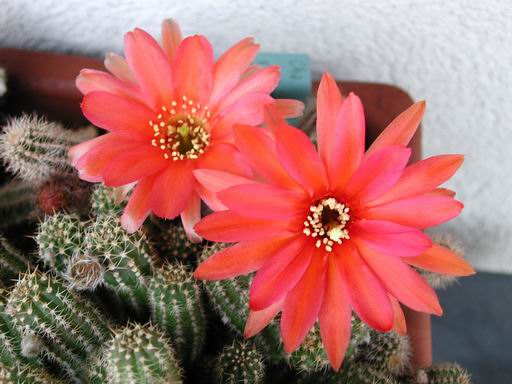 FOTO 45 - Chamaecereus Ibrido 'Giulio'