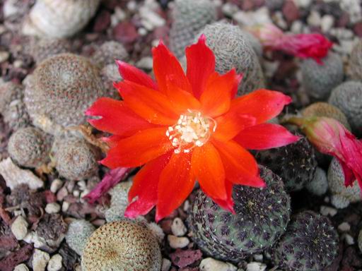 FOTO 46 - Sulcorebutia Heliosa