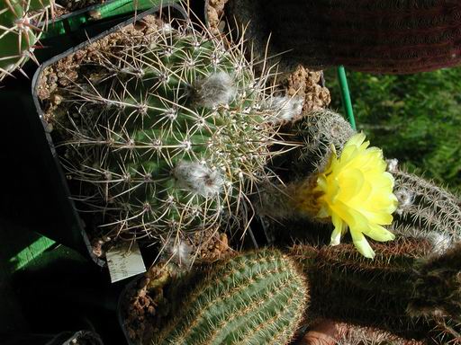 FOTO 48 - Lobivia Aurea v. Aurea