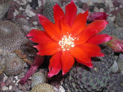 FOTO 49 - Sulcorebutia Heliosa