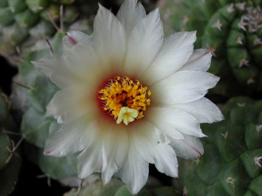FOTO 51 - Strombocactus Disciformis