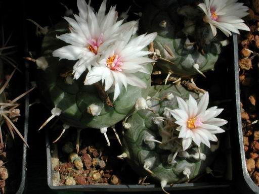 FOTO 52 - Turbinicarpus