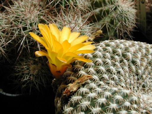 FOTO 53 - Sulcorebutia Glomeriseta
