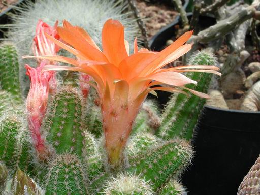 FOTO 54 - Chamaecereus ibrido 'Daniela'
