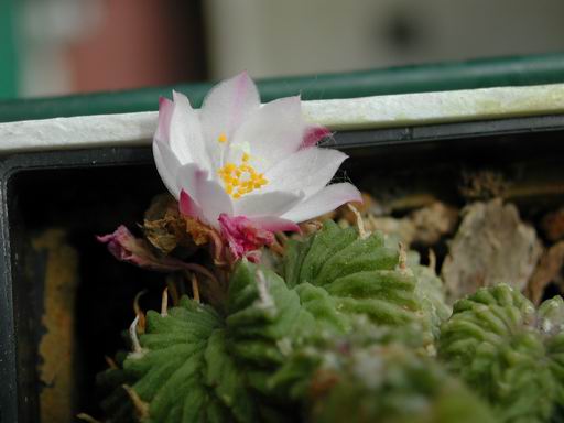 FOTO 56 - Atzekium Ritteri