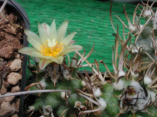 FOTO 57 - Turbinicarpus