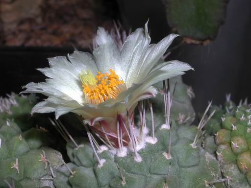 FOTO 62 - Strombocactus Disciformis