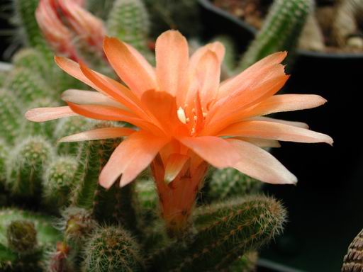 FOTO 63 - Chamaecereus ibrido 'Daniela'