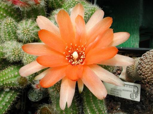 FOTO 64 - Chamaecereus ibrido 'Daniela'