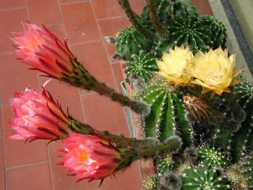 FOTO 68 - Echinopsis ibrido