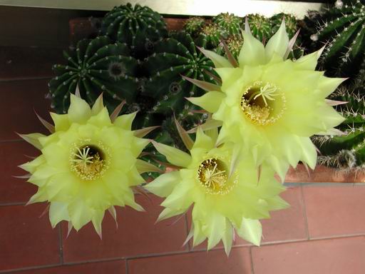 FOTO 70 - Echinopsis ibrido